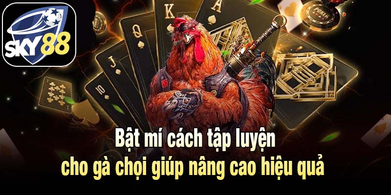 Bật mí cách tập luyện cho gà chọi giúp nâng cao hiệu quả 