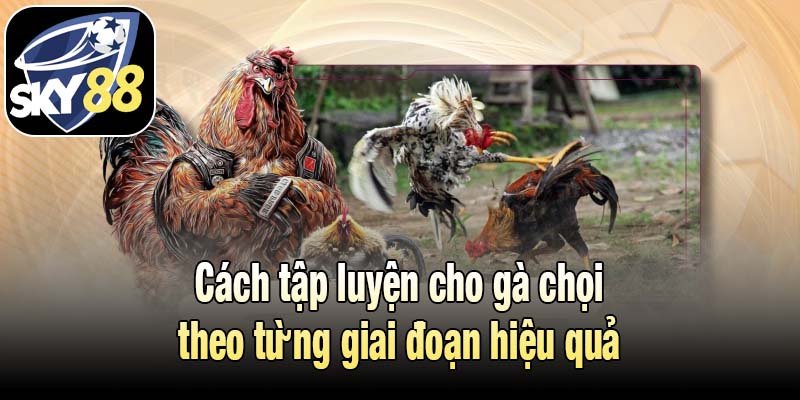 Cách tập luyện cho gà chọi theo từng giai đoạn hiệu quả