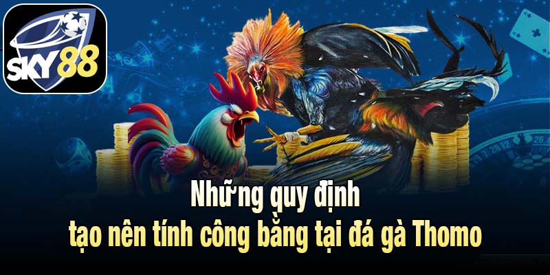 Những quy định tạo nên tính công bằng tại đá gà Thomo