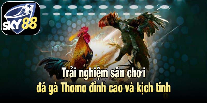 Trải nghiệm sân chơi đá gà Thomo đỉnh cao và kịch tính