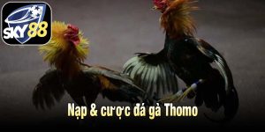 Nạp & cược đá gà Thomo