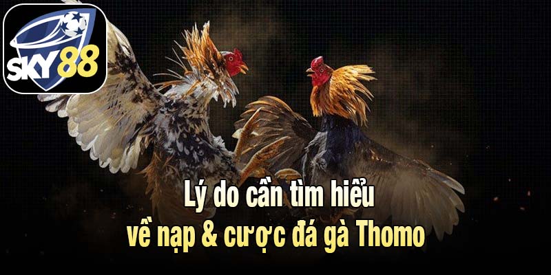Lý do cần tìm hiểu về nạp và cược đá gà Thomo 